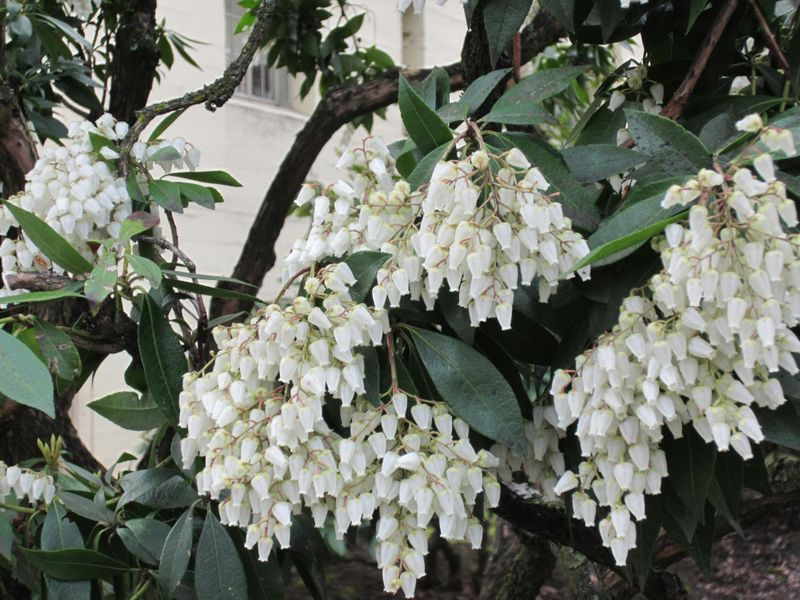 Japanese Pieris Offers Colorful New Growth And Cascading Flower Clusters