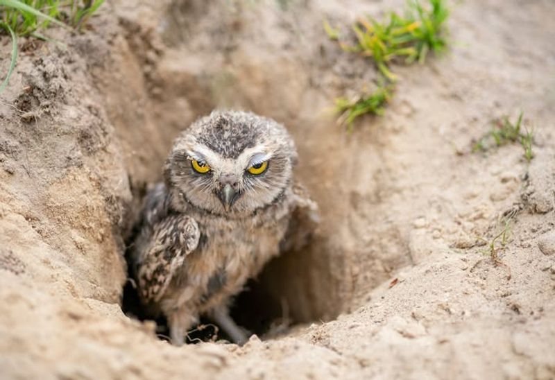 Western Burrowing Owl