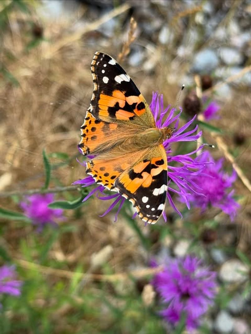 Painted Lady Butterfly