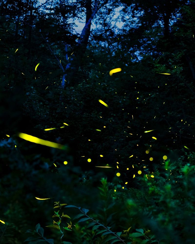 Fireflies Lighting Summer Nights