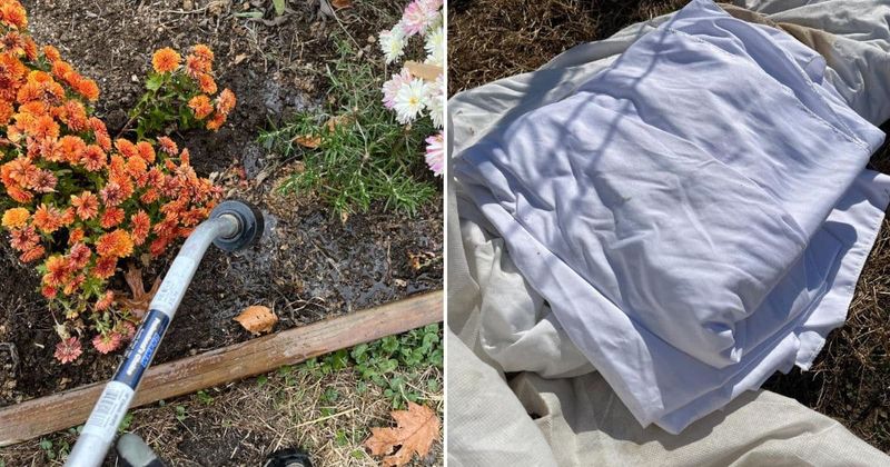 Monitor Local Frost Advisories Closely