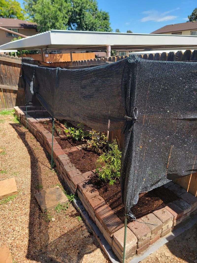 Create Windbreaks To Shield Plants From Cold Gusts