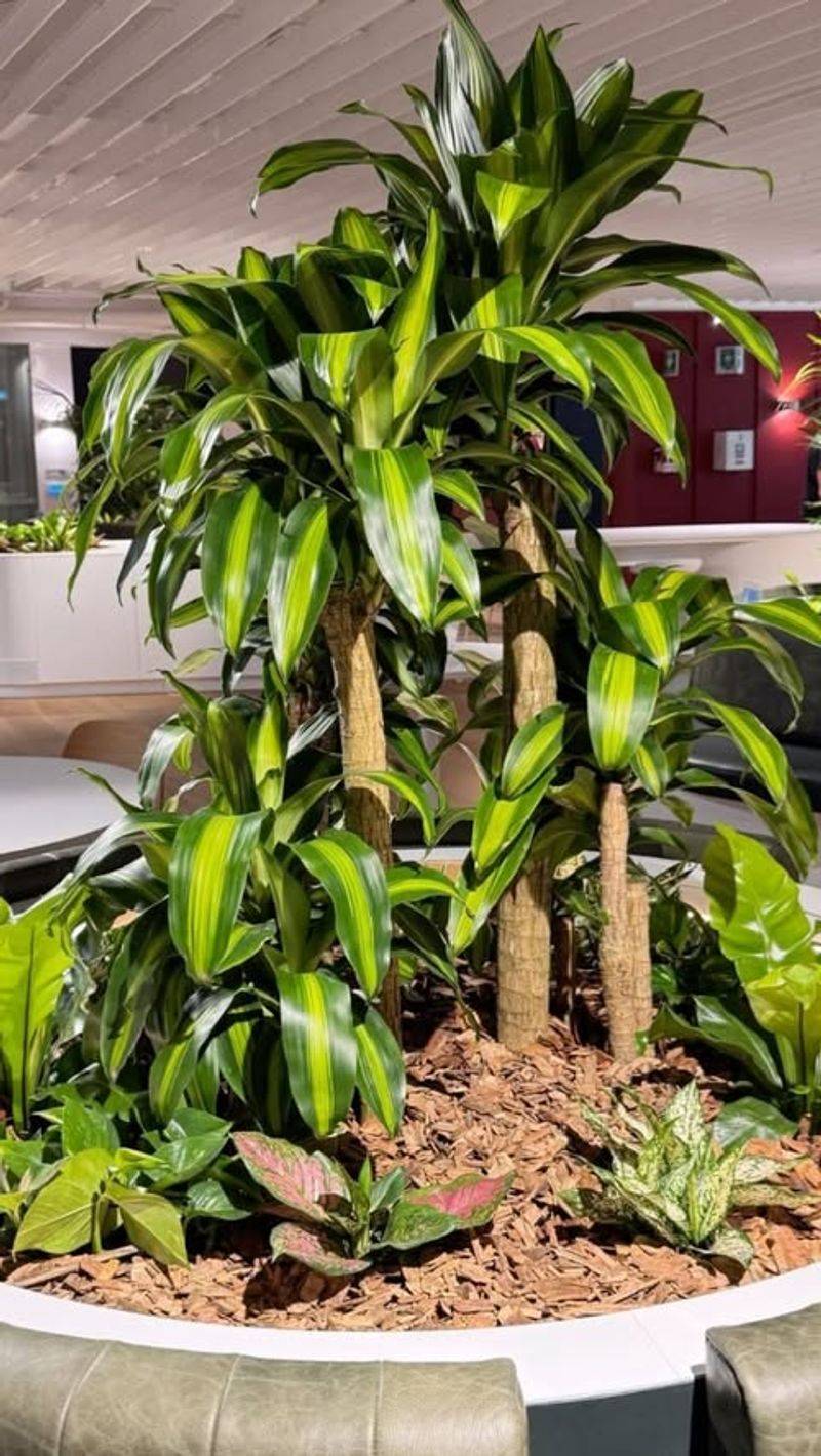 Mulching Pots To Lock In Moisture