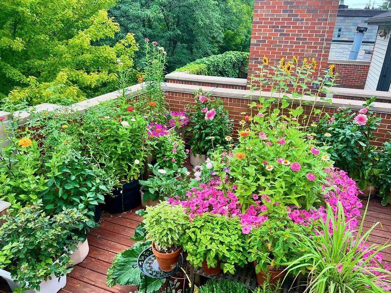 Feeding Plants Wisely Before Winter Stress Peaks