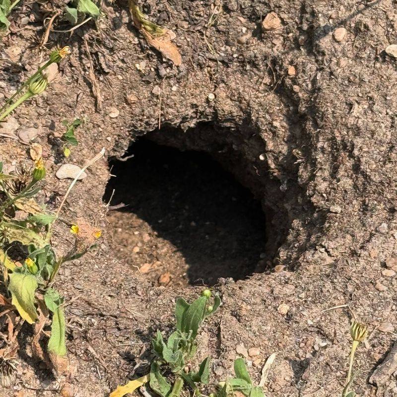 Holes Dug in Lawn or Garden Beds