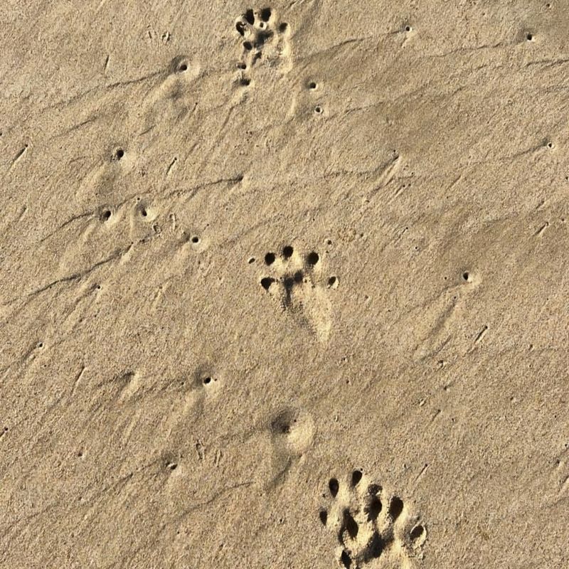 Five-Toed Tracks With Webbing Impressions