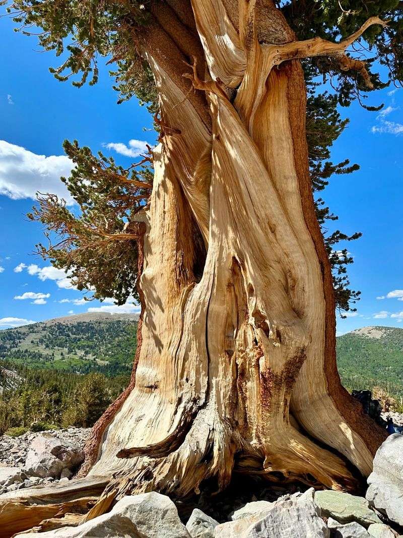 Bristlecone Pine