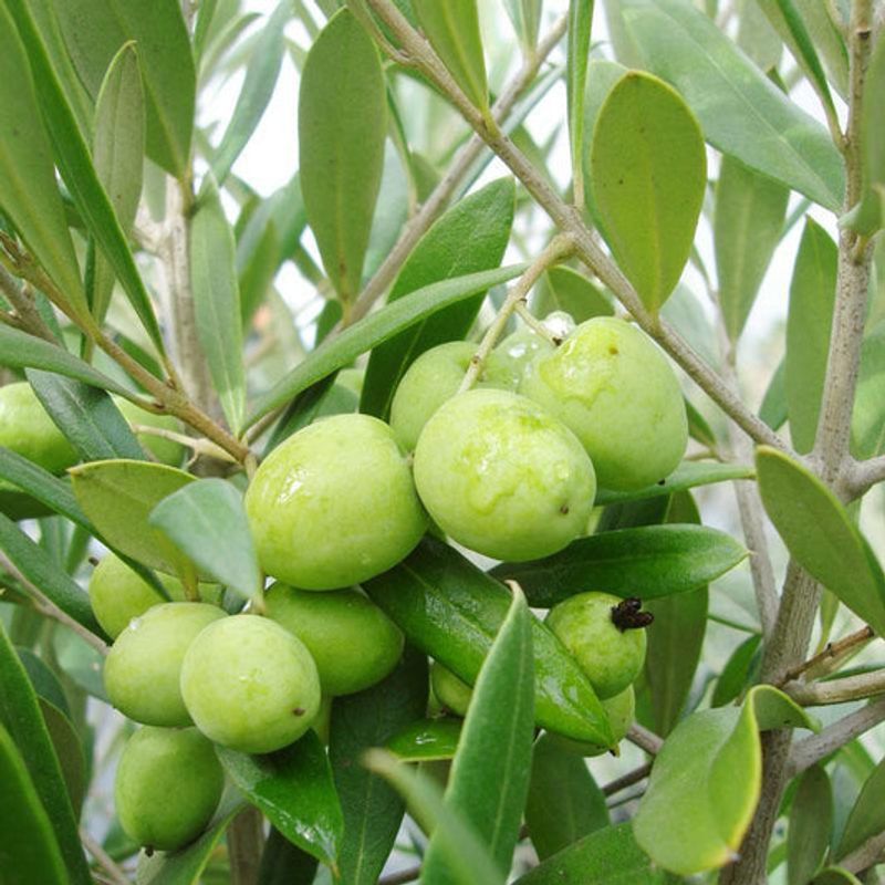 Olive (Olea Europaea &ndash; In Suitable Georgia Microclimates)