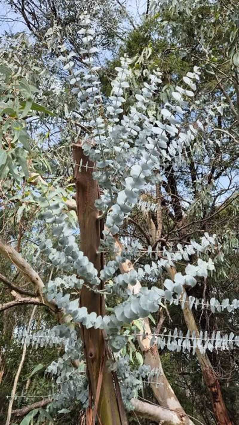 Eucalyptus