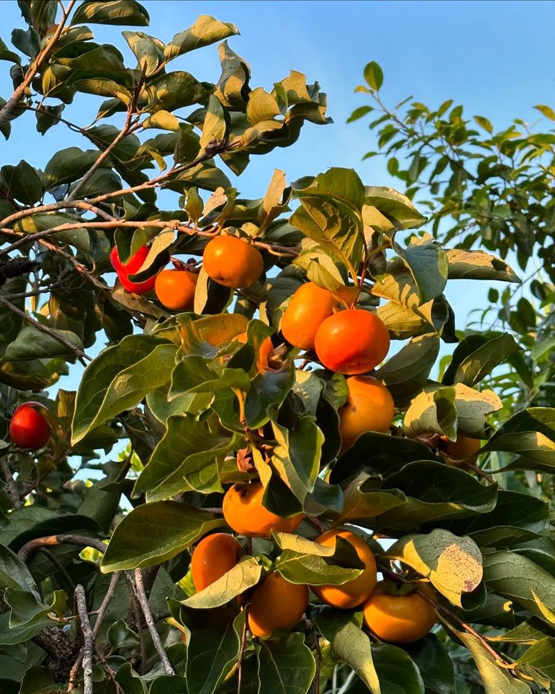 Persimmon Trees