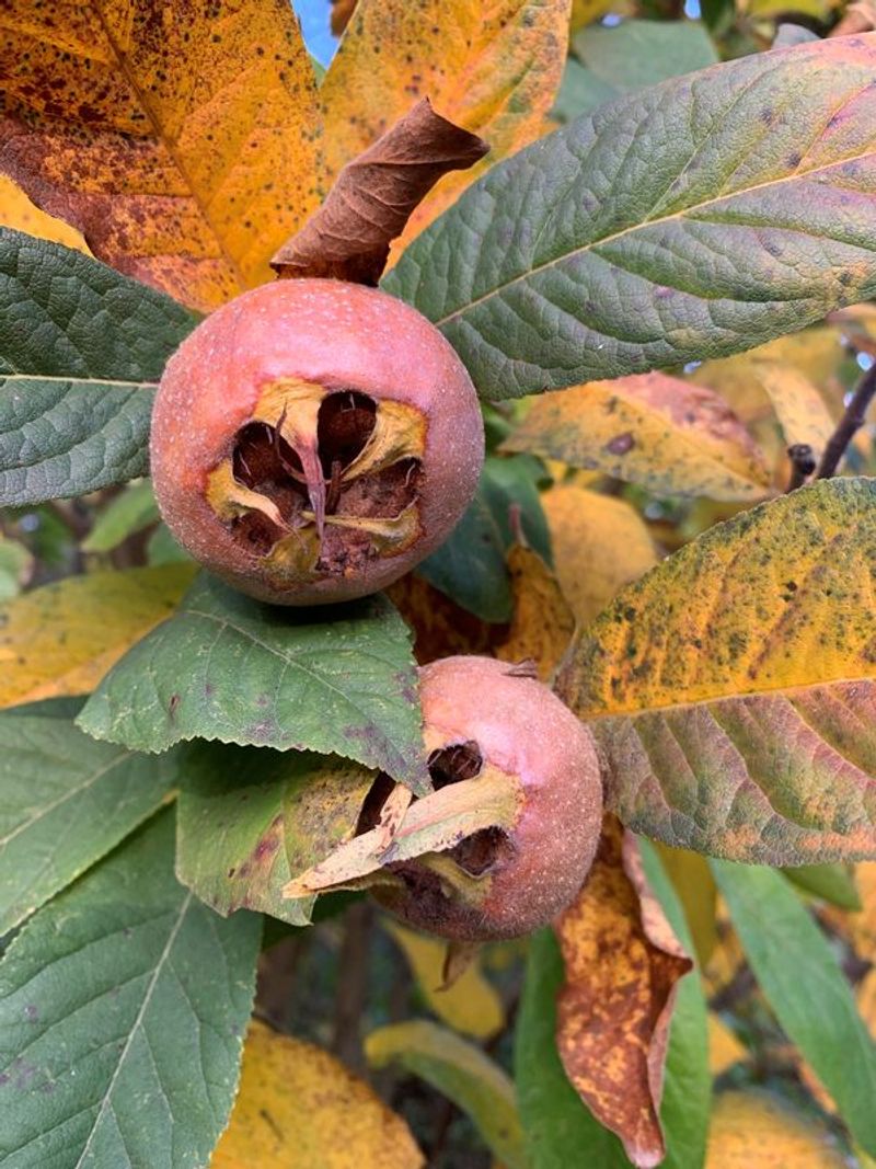 Medlar Trees With Historic Appeal