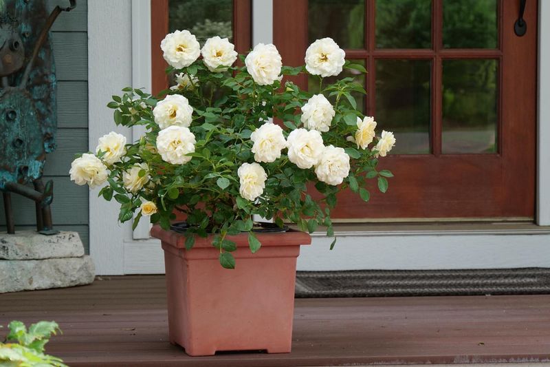 Decorative Containers That Highlight Feature Roses