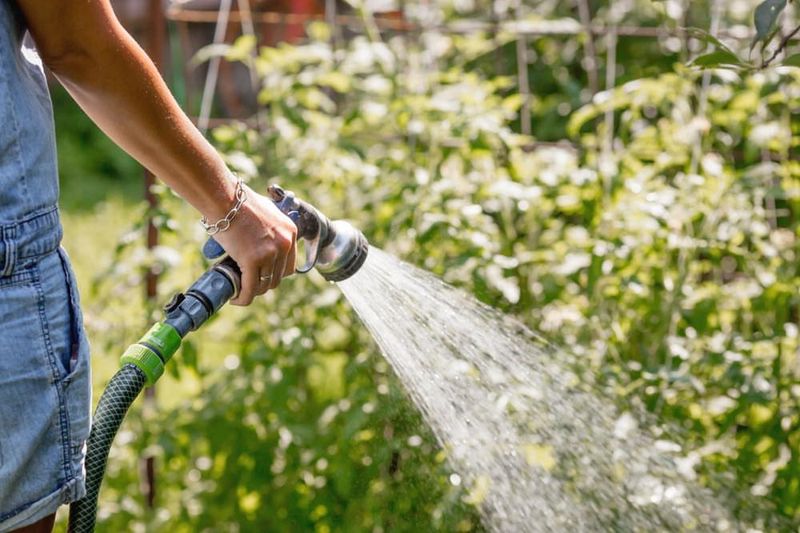 Water Your Garden Deeply Before The Freeze
