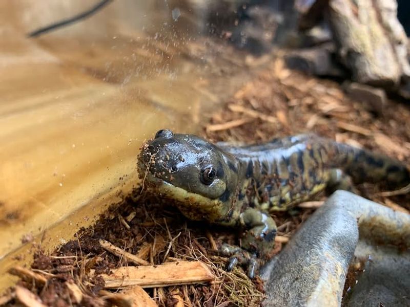 Abundant Insect Populations Provide Food