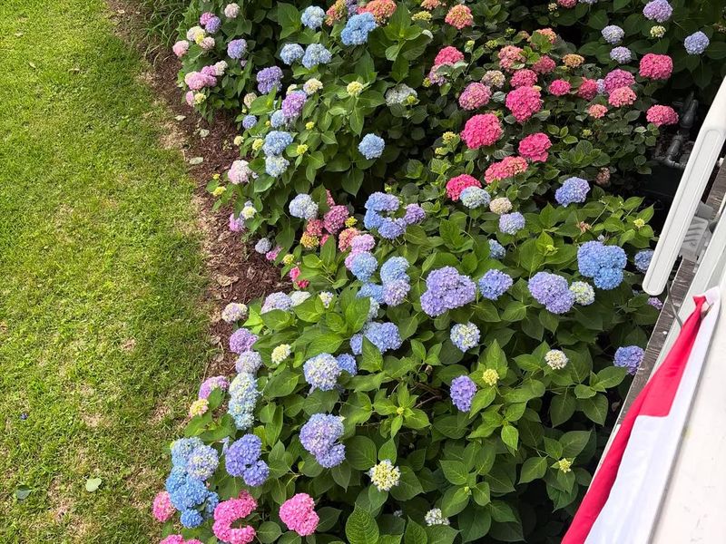 Root Competition From Nearby Plants