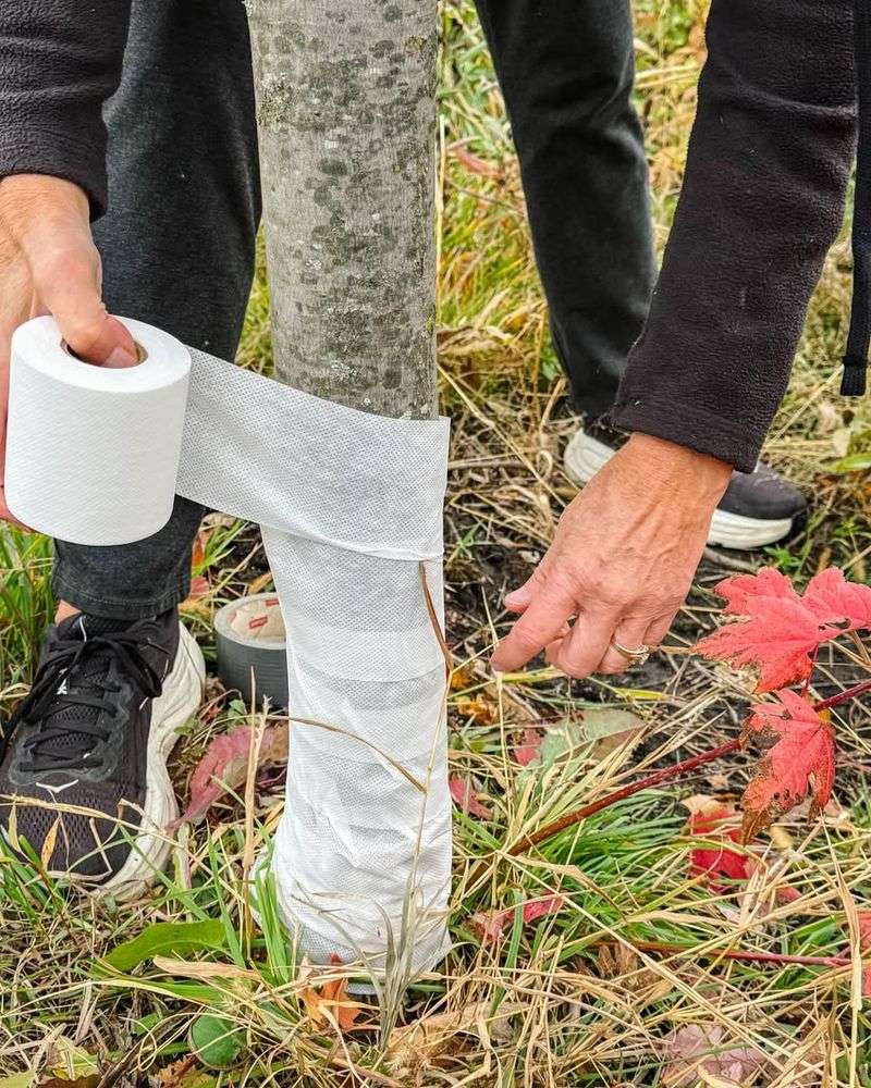 Protect Young Trees And Shrubs From Winter Damage