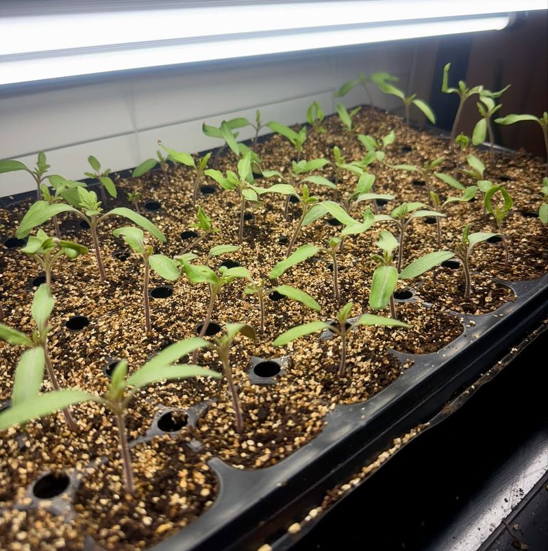 Start Tomatoes Indoors in March