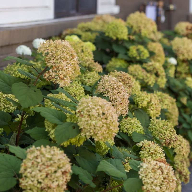 Protect Cold-Sensitive Hydrangea Varieties
