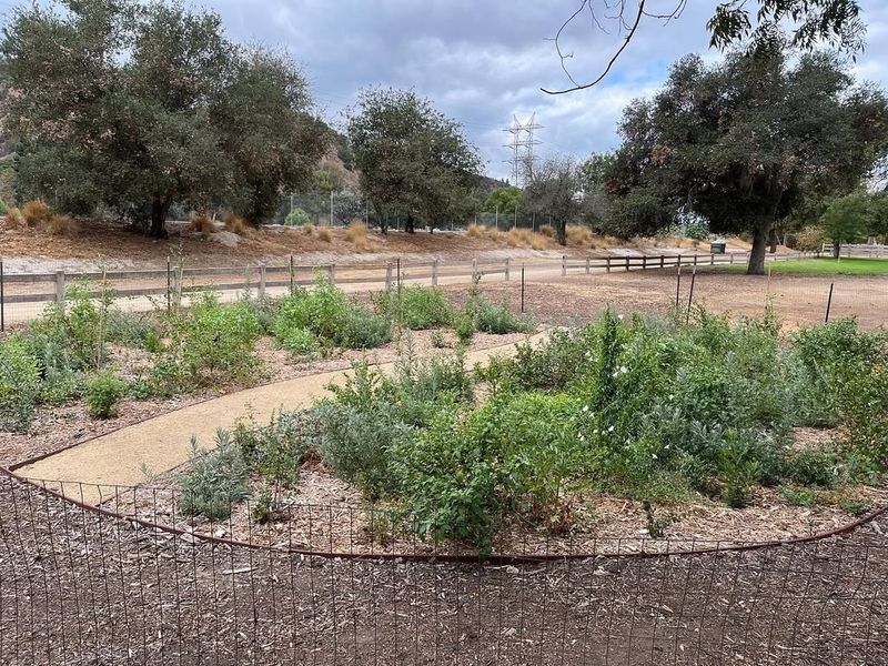 Plant During Spring or Fall