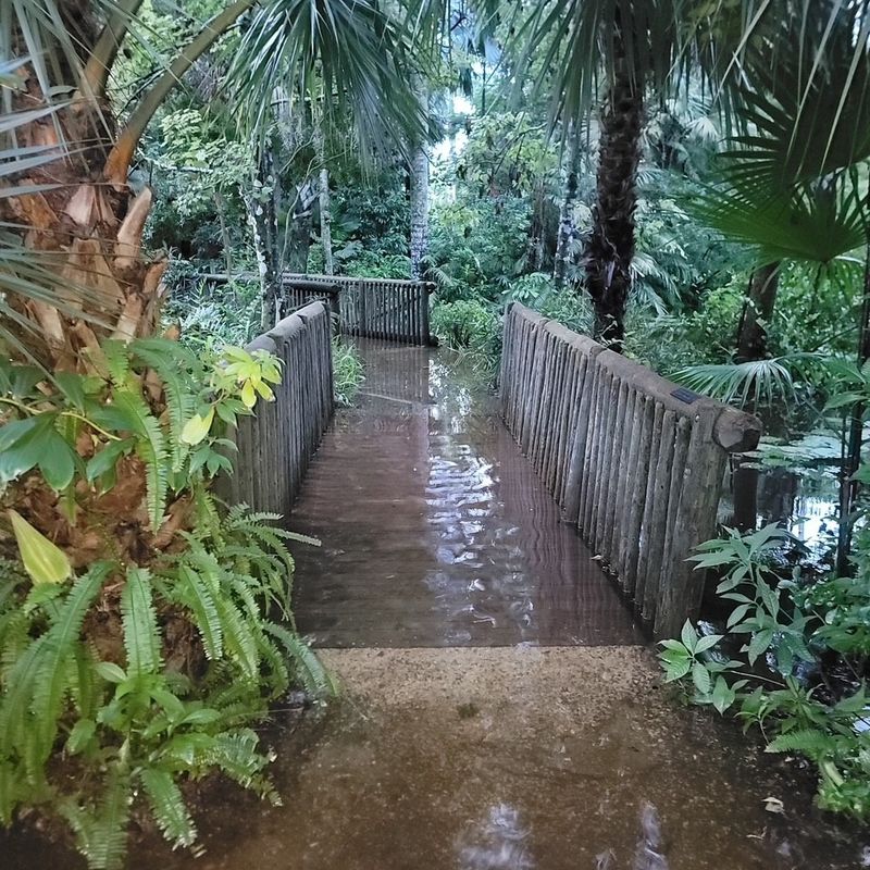 Heavy Rainfall Drives Salamanders To The Surface