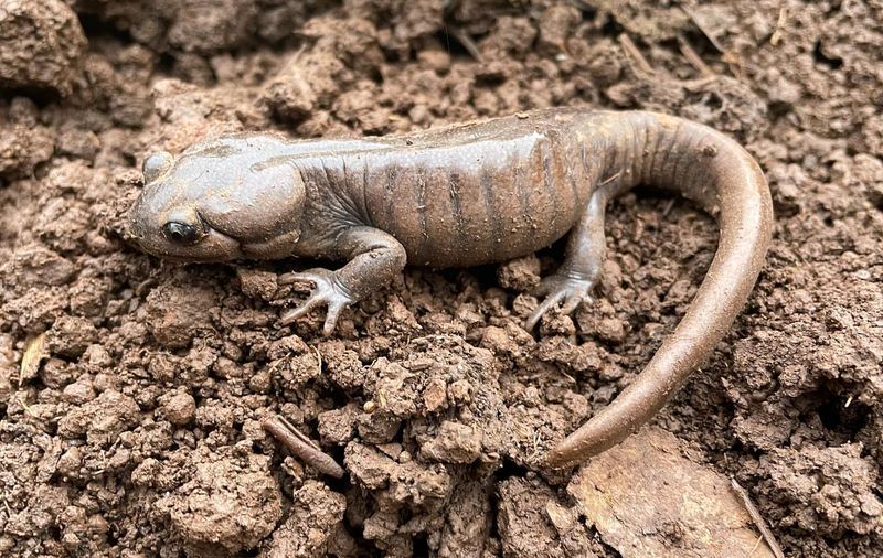 Soil Disturbance Exposes Hidden Salamanders
