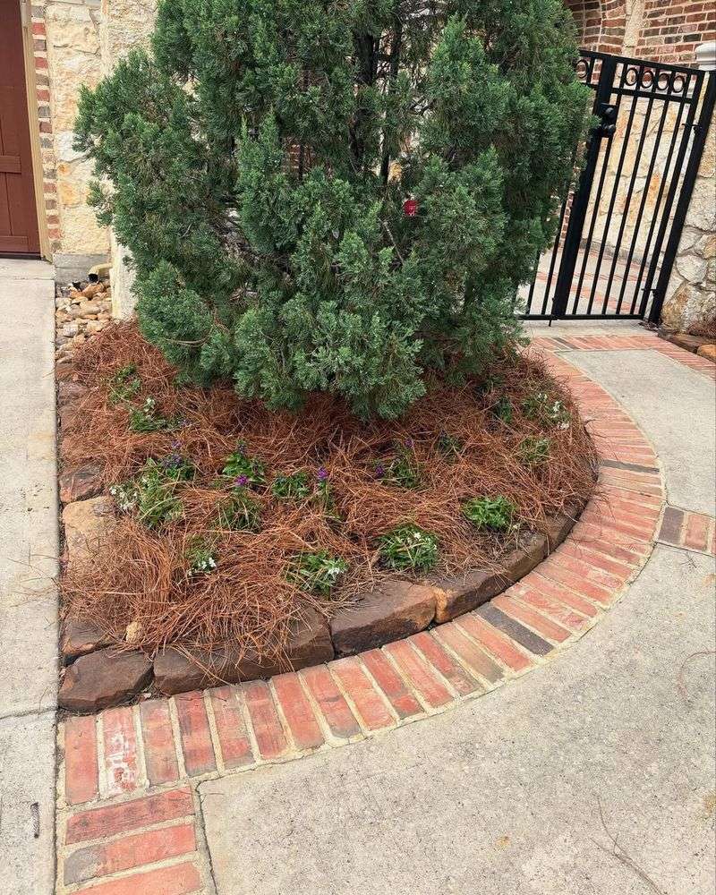 Acidic Needles Benefit Certain Garden Plants Tremendously