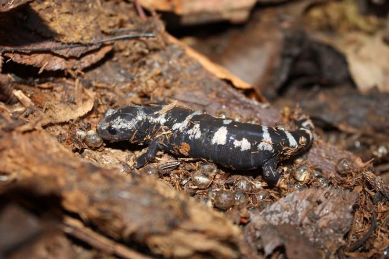 Abundant Insect Populations Attract Them