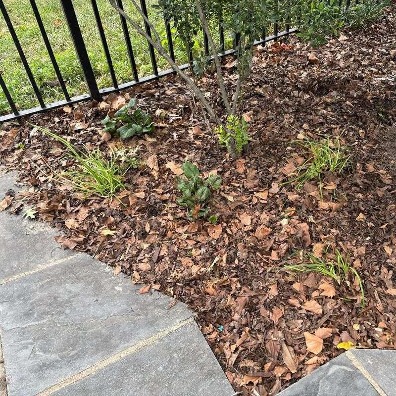 Insects Thrive In Decomposing Mulch Layers