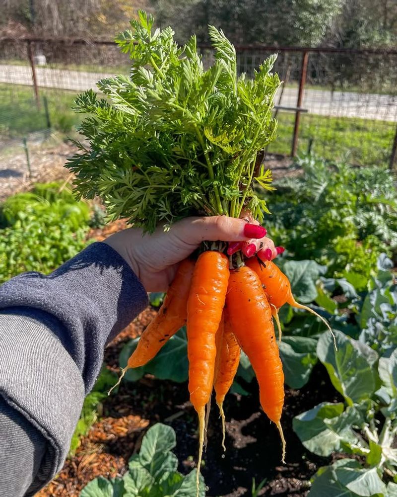 Harvest Remaining Vegetables Before The Freeze