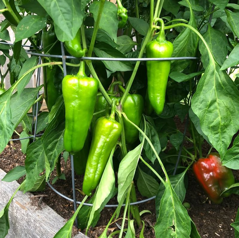 Harvest Sensitive Vegetables Before Temperatures Drop