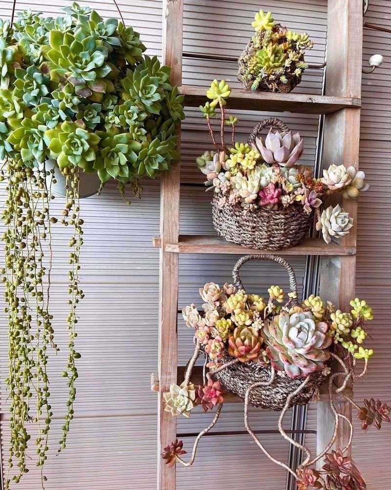 Succulents And Cacti Offer Stunning Low-Water Options