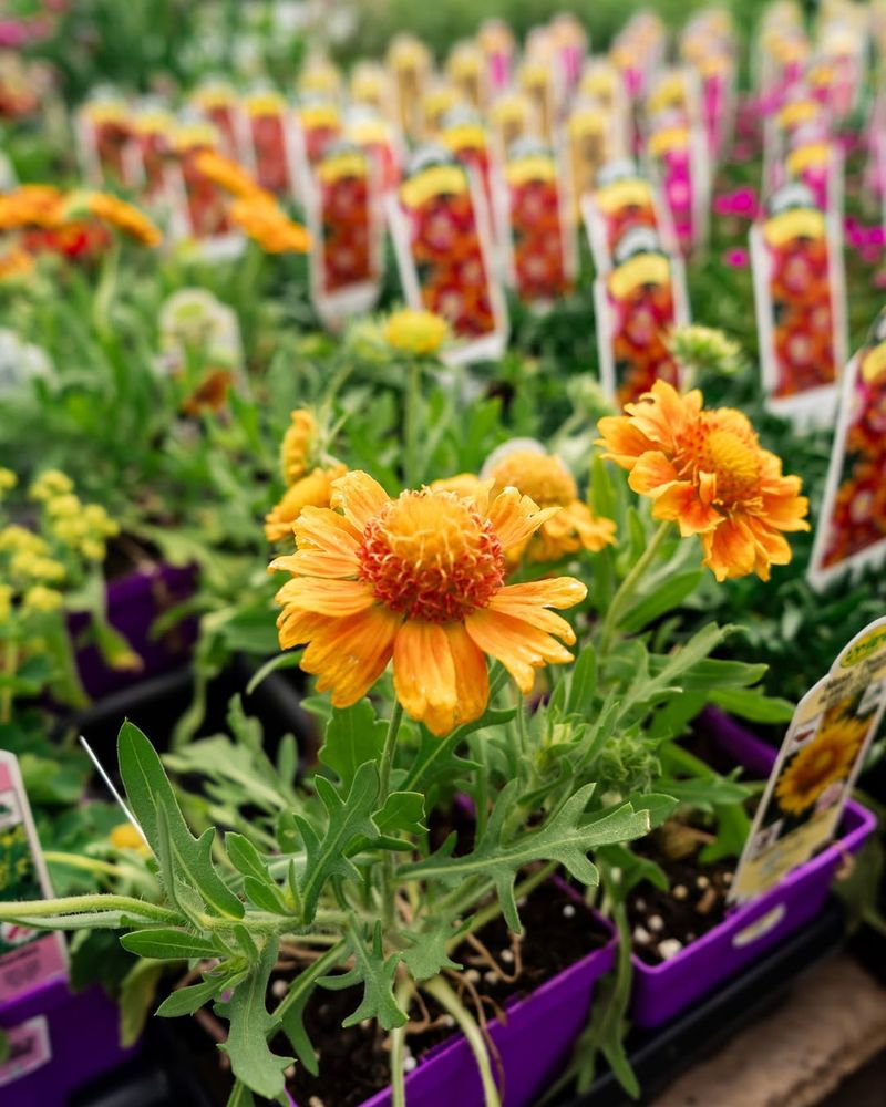 Perennials Return Year After Year