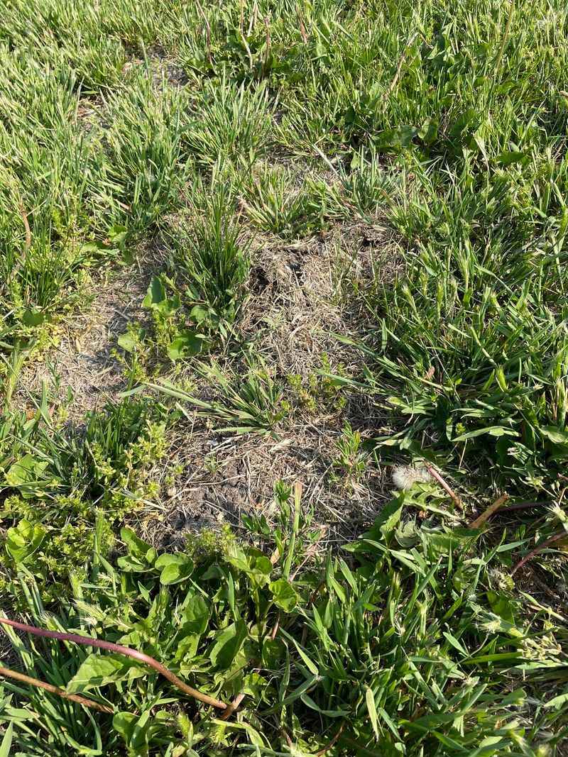 Vole Protection Prevents Underground Tunnel Damage