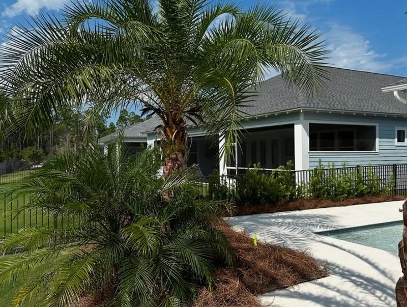 Palms As Structural Focal Points