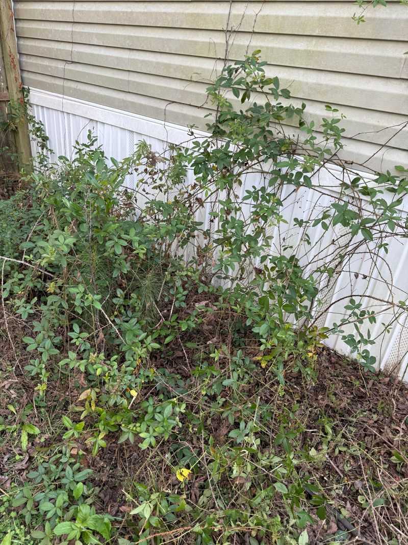 Suppressing Weeds Before Spring