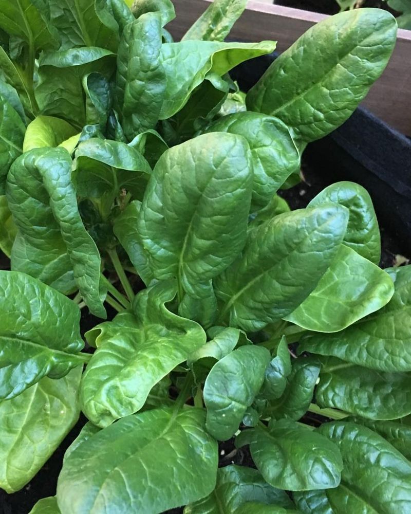 Choosing Hardy Varieties Makes Sense