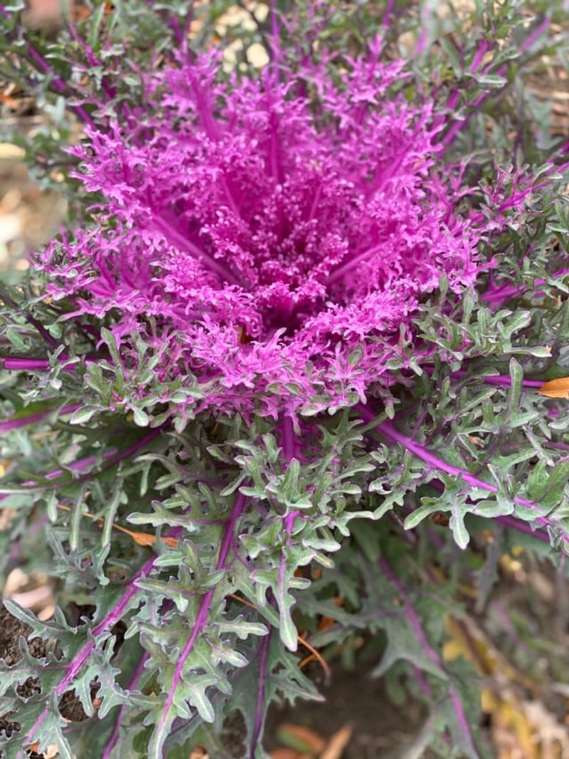 Selecting Cold-Hardy Varieties Matters