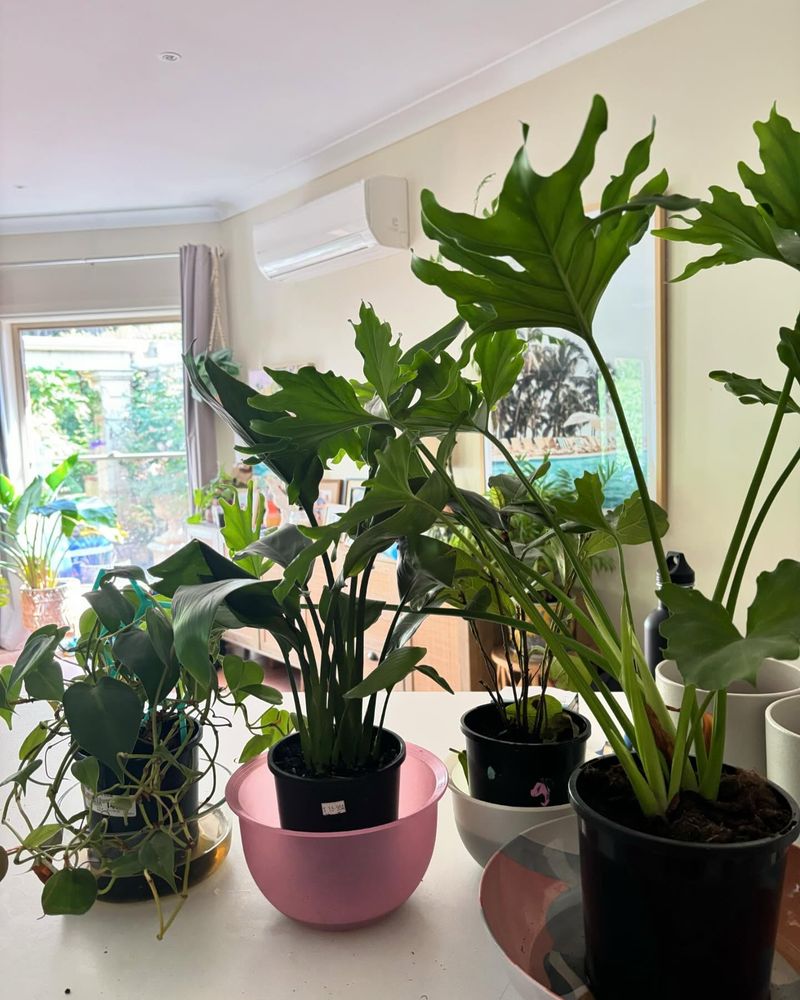 Watering Like A Pro Before You Leave