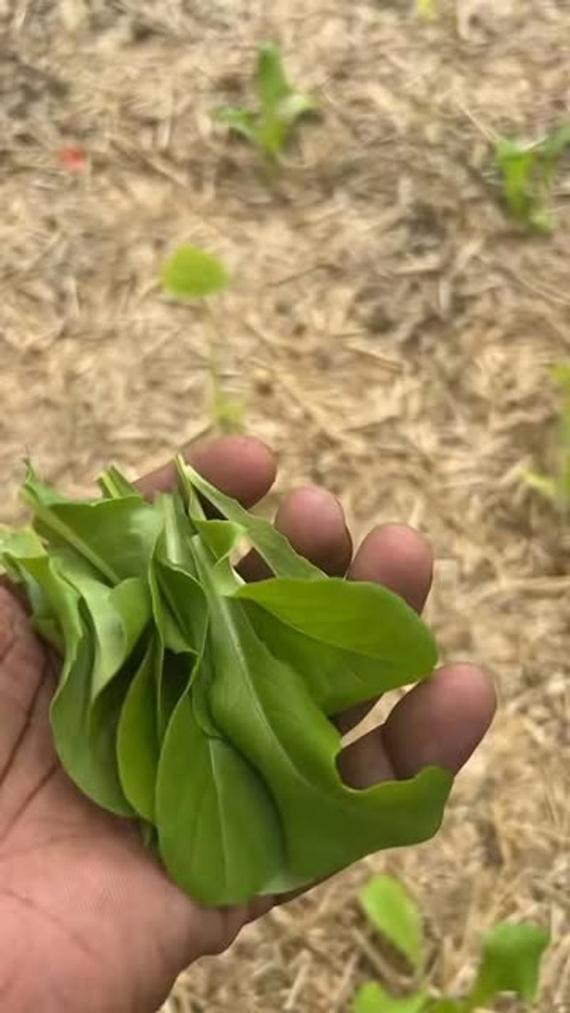 Harvesting Outer Leaves Instead Of Pulling Whole Plants