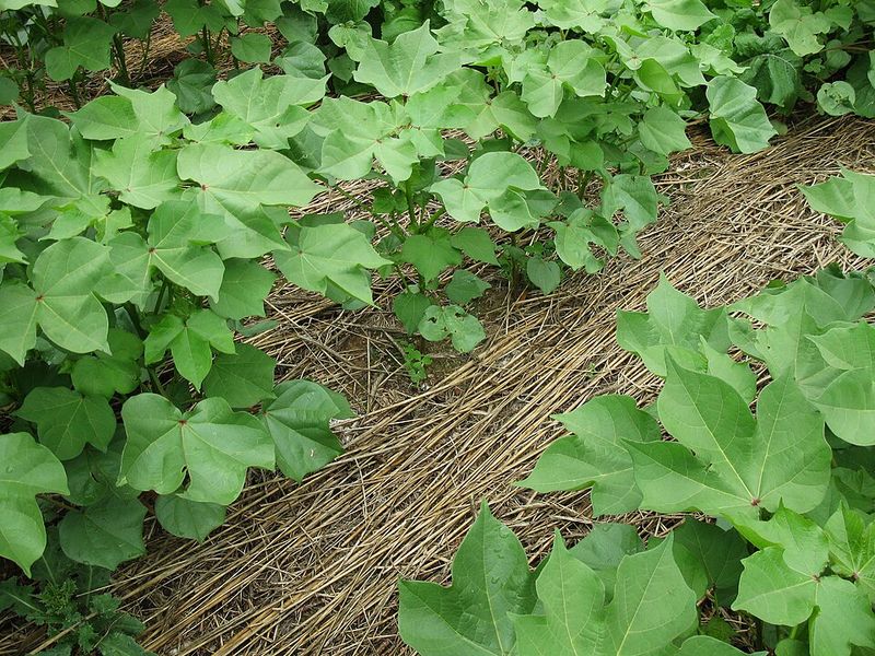 Planting Cover Crops Between Seasons