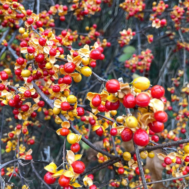 Oriental Bittersweet