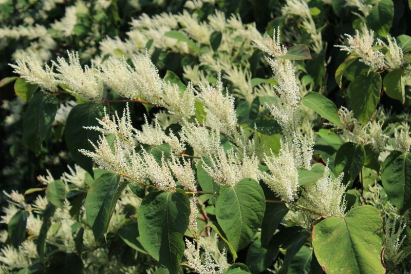 Japanese Knotweed