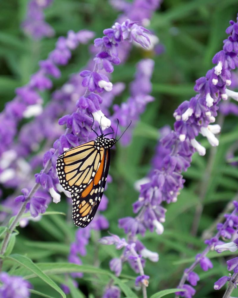 Lavender Attracts Beneficial Pollinators
