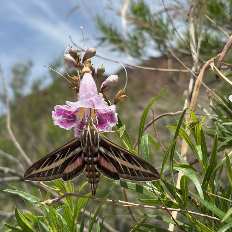 Wildlife Habitat And Pollinator Magnet