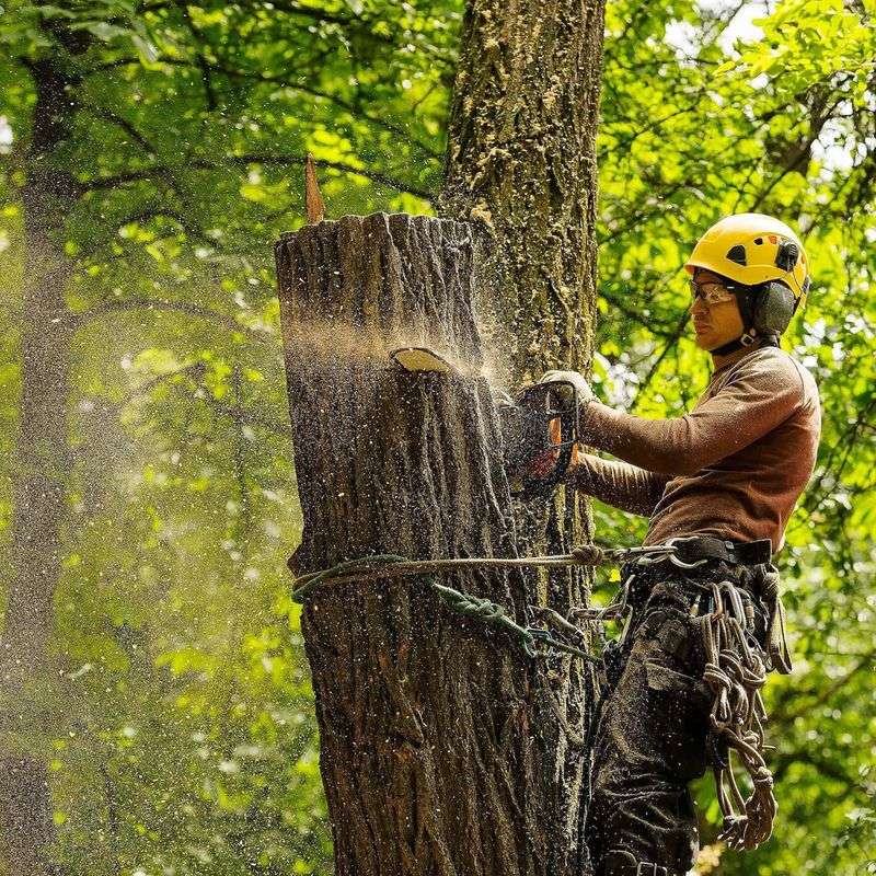 Arborist Reports Carry Significant Legal Weight