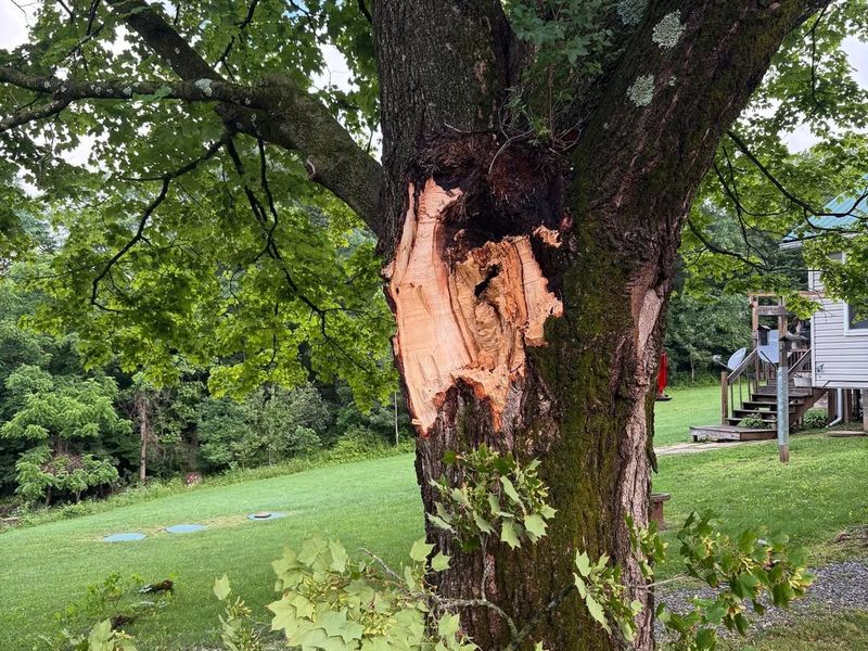 Tree Health and Safety Create Exceptions