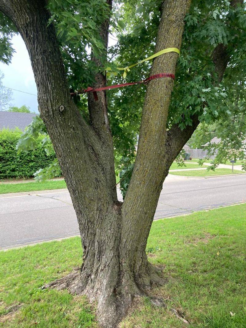 Hazardous Trees May Create Liability For Property Owners