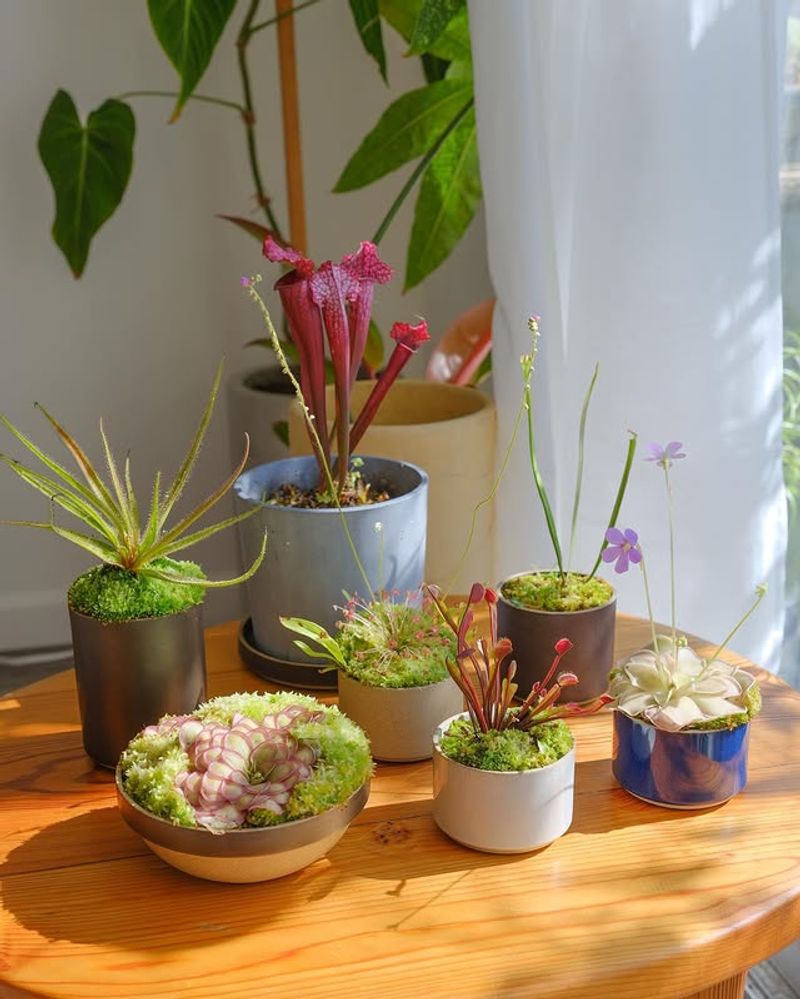 Carnivorous Plant Collections