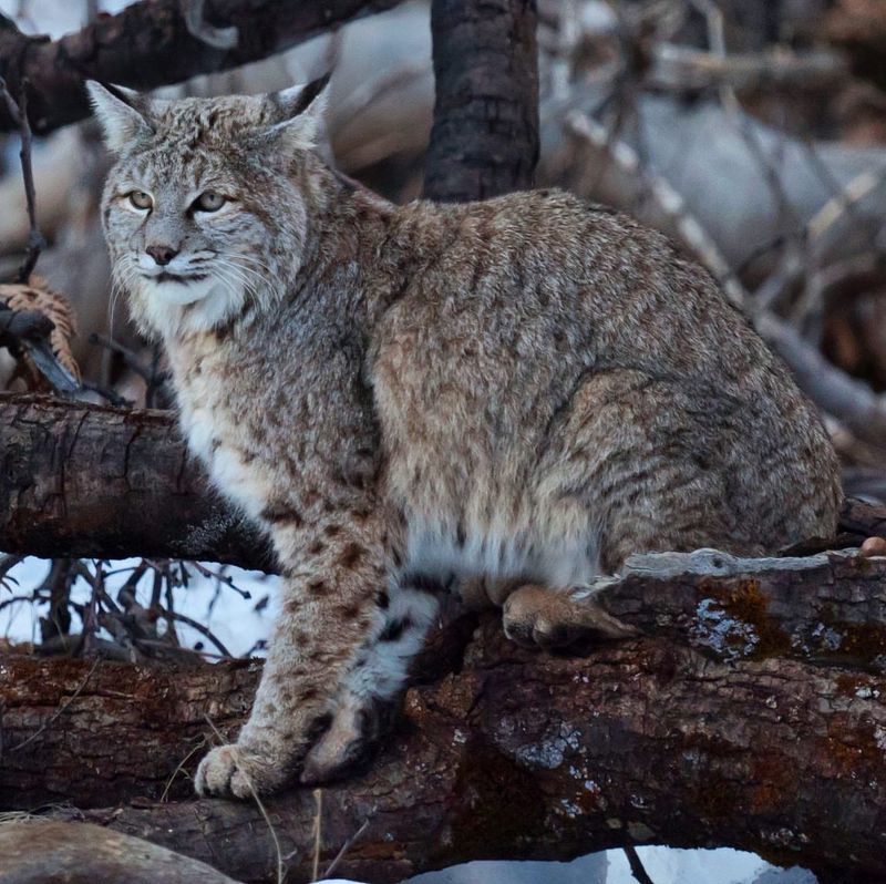 Bobcat (Lynx Rufus)