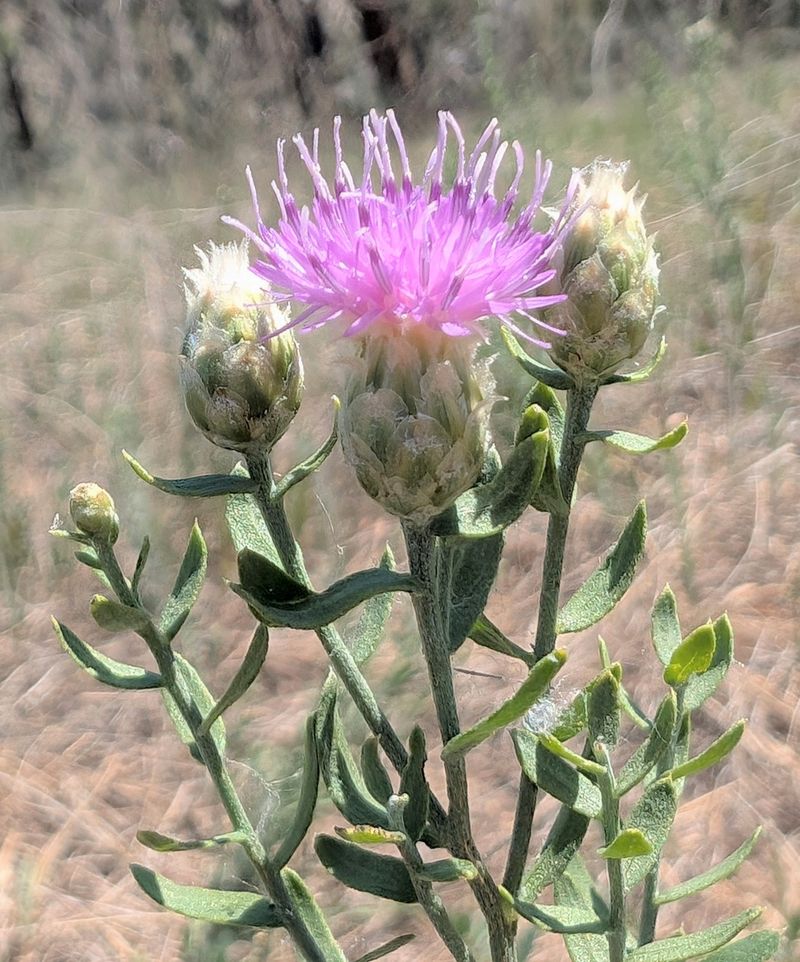 Russian Knapweed (Acroptilon Repens)